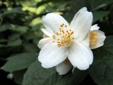 Philadelphus pubescens. Цветок. Ульяновск, Заволжский р-н, сквер на ул. 40-летия Октября. 14.06.2021.