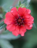 Potentilla nepalensis