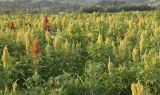 Amaranthus hybridus