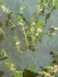 Myriophyllum verticillatum. Верхушки цветущих растений. Хабаровский край, р-н им. Лазо, с. Невельское, залив р. Уссури. 18.07.2018.