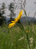 Tragopogon altaicus