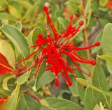 Embothrium coccineum