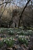 Galanthus plicatus