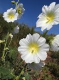 Alcea nudiflora