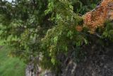 Juniperus oblonga. Ветвь. Республика Ингушетия, Джейрахский р-н, окр. ур. Мусиево, выс. 1970 м н.у.м., на огромном камне. 19 июня 2022 г.