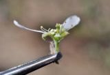 Amelanchier alnifolia