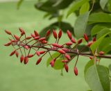 Erythrina crista-galli