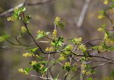 Ribes komarovii. Ветвь с соцветиями. Приморский край, Хасанский р-н, окр. с. Кравцовка, бассейн р. Грязная, в широколиственном лесу с участием Abies holophylla. 02.05.2023.