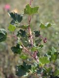 Ribes meyeri