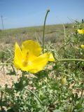 Glaucium flavum. Верхушка цветущего и плодоносящего растения. Крым, Арабатская стрелка, окр. с. Соляное. 20.06.2005.