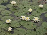 Nymphaea alba