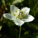 Parnassia palustris