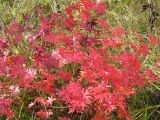 Geranium sanguineum