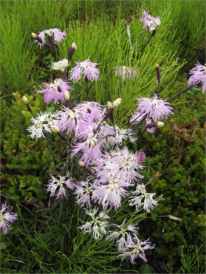 Image of Dianthus superbus ssp. norvegicus specimen.