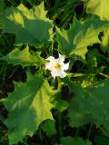 Datura stramonium