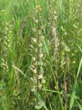 Lepidium perfoliatum