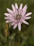 Scorzonera purpurea