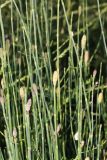 Equisetum ramosissimum