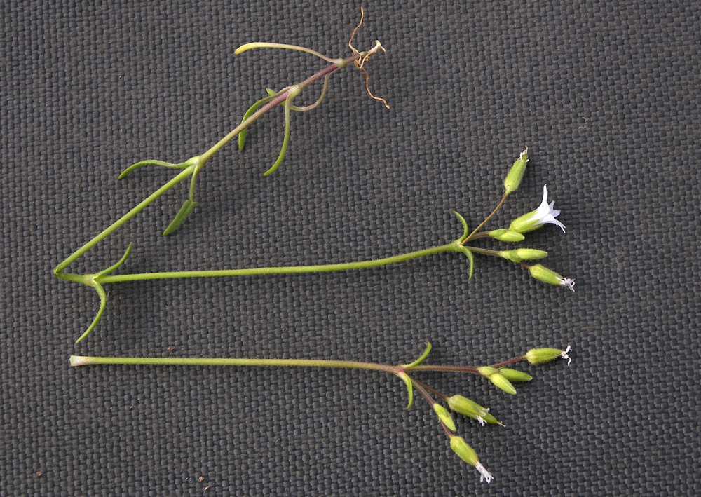 Image of Dichodon viscidum specimen.