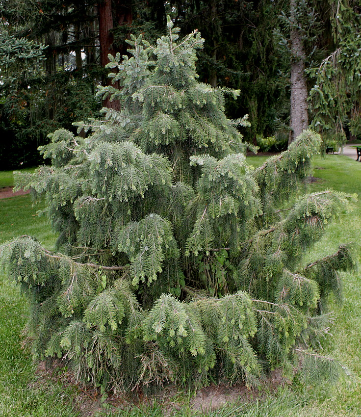 Изображение особи Picea breweriana.