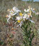 Galatella dracunculoides