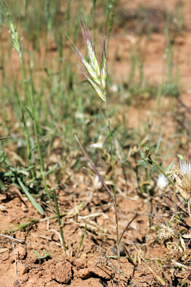 Изображение особи Bromus danthoniae.