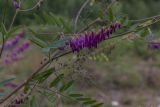 Hedysarum alpinum. Часть побега с соцветием. Свердловская обл., Карпинский городской округ, 44 км дороги Карпинск - Кытлым, ниже турбазы \"Серебрянский Камень\", на берегу р. Лобва, выс. 300 м н.у.м. 18.07.2015.