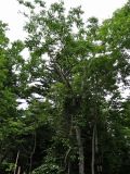 Fraxinus mandshurica. Взрослое дерево. Курильские о-ва, Кунашир, окр. дачного пос. Третьяково. 18 июля 2015 г.