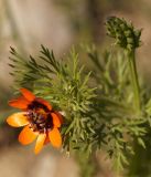 Adonis parviflora. Верхушка растения с цветком и плодом. Кыргызстан, Нарынская обл., левый берег долины р. Нарын, окр. с. Таш Башат. 05.06.2015.