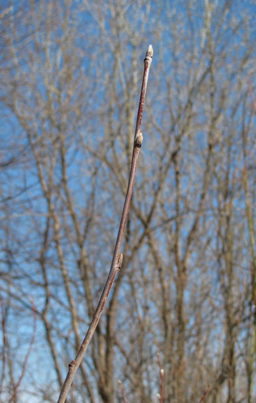 Изображение особи Sorbus aucuparia.