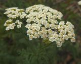 Achillea nobilis