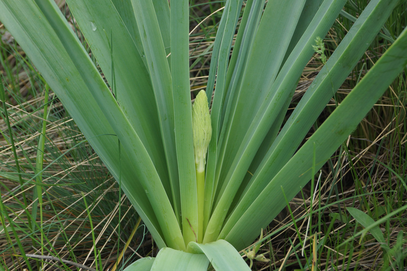 Изображение особи Eremurus altaicus.