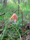 Calypso bulbosa. Верхушка отцветающего растения. Свердловская обл., окр. г. Североуральск. Таёжный лес. 27.05.2007.