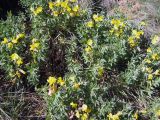 Thermopsis alpina