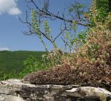 Alyssum alyssoides. Плодоносящие растения на моховой подушке. Краснодарский край, м/о г. Новороссийск, гора Рябкова, скальное обнажение, на моховой подушке. 16.04.2017.