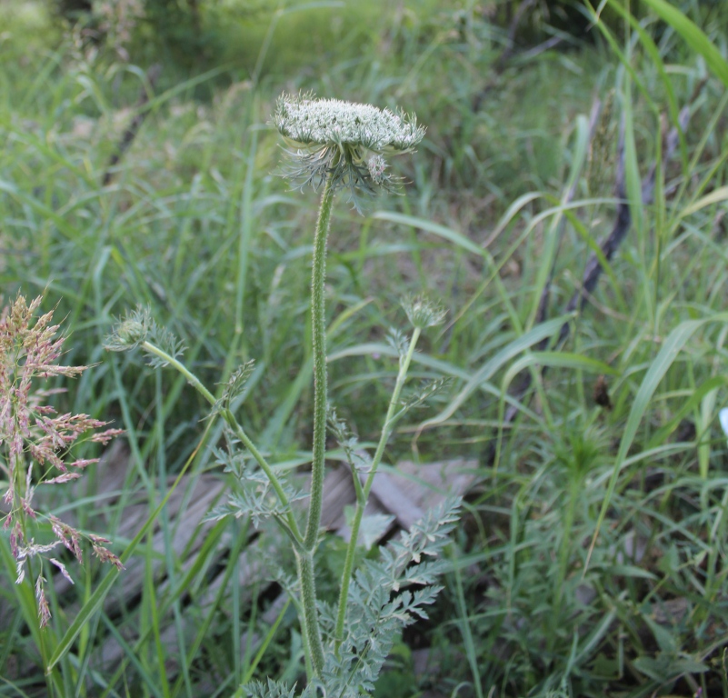 Изображение особи Daucus carota.