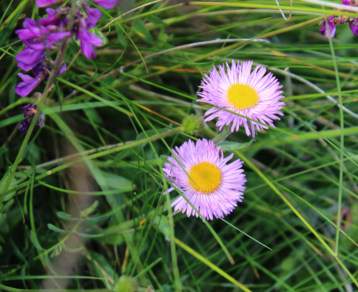 Изображение особи Erigeron venustus.