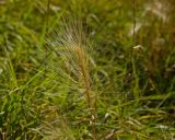 Hordeum jubatum. Соплодие. Челябинская обл., Саткинский р-н, дер. Пороги, левый берег р. Большая Сатка, обочина деревенской улицы. 17 сентября 2017 г.