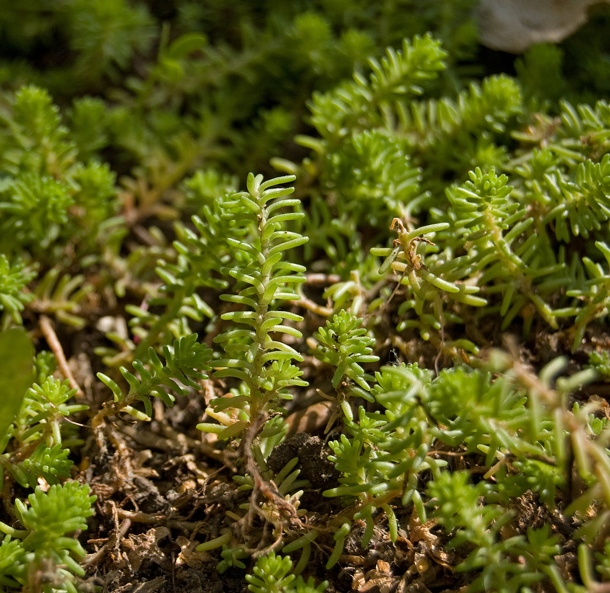 Изображение особи Sedum sexangulare.