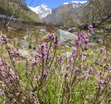 Daphne mezereum. Цветущий кустарник. Кабардино-Балкария, Эльбрусский р-н, правый берег реки Азау напротив пос. Терскол, высота ок. 2100 м н.у.м. 11.06.2008.