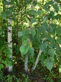 Betula platyphylla. Веточки и нижние части стволов. Амурская обл., Бурейский р-н, окр. с. Виноградовка, березняк, поляна. 28.07.2016.