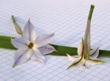 Ipheion uniflorum. Цветки и часть листа. Краснодарский край, г. Усть-Лабинск, в культуре на приусадебном участке. 17.04.2018.