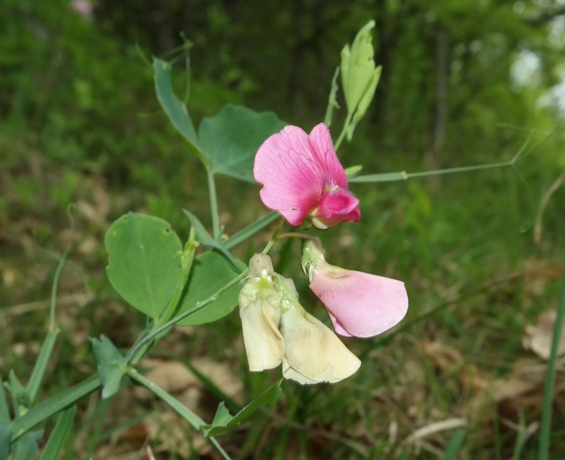 Изображение особи Lathyrus rotundifolius.