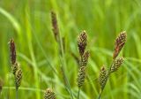 Carex buxbaumii