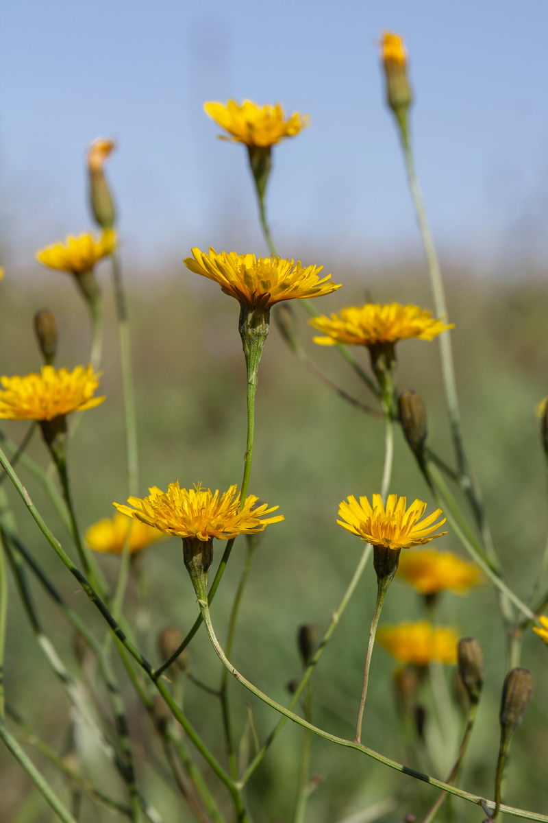 Изображение особи Scorzoneroides autumnalis.