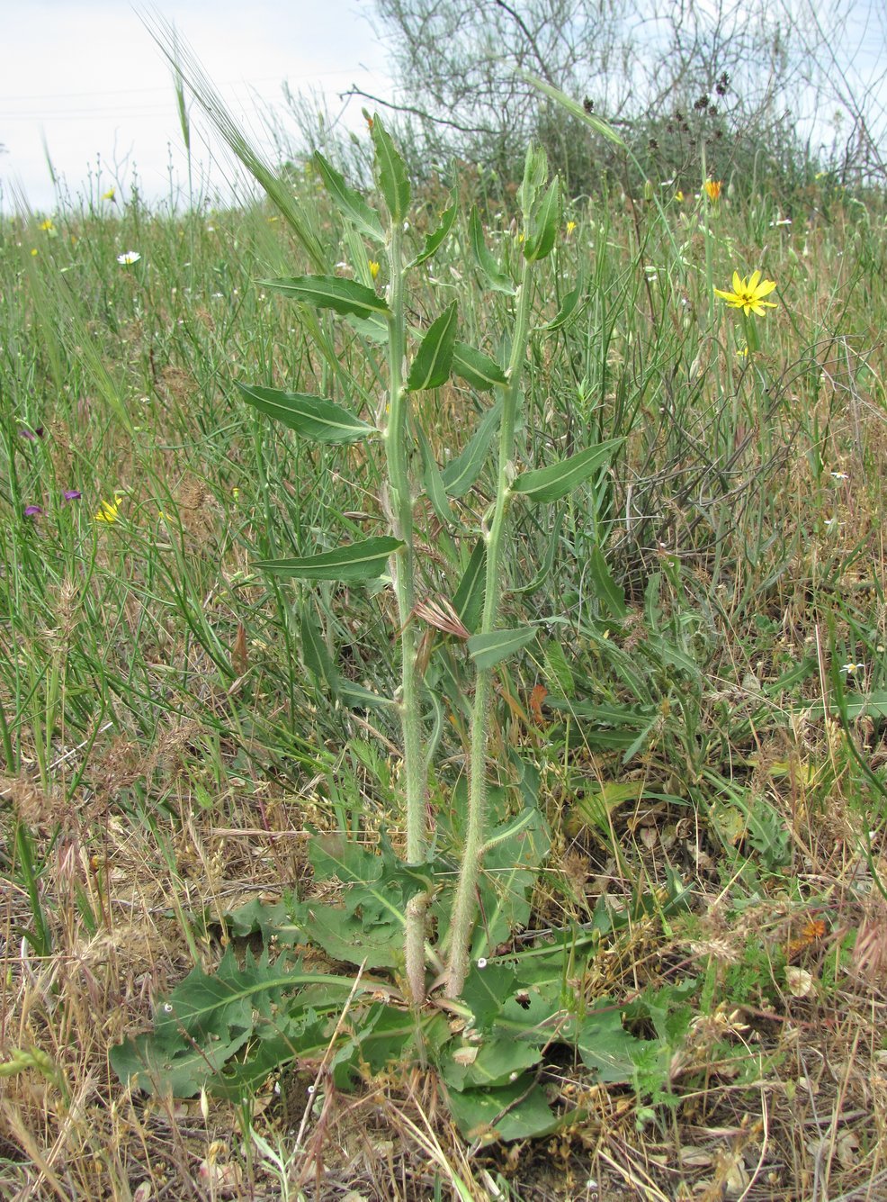 Изображение особи Chondrilla latifolia.
