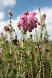 Erica tetralix. Верхушка побега с соцветием. Нидерланды, провинция Drenthe, национальный парк Drentsche Aa, заказник Gasterse Duinen, вересковая пустошь. 29 июня 2008 г.