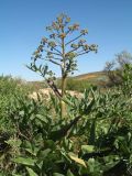 Ferula malacophylla. Бутонизирующее растение. Казахстан, вост. предгорья хр. Каратау, южн. побережье оз. Кызылколь, правый берег надпойменной террасы устья р. Ушбас, под пестроцветной горкой. 6 мая 2019 г.