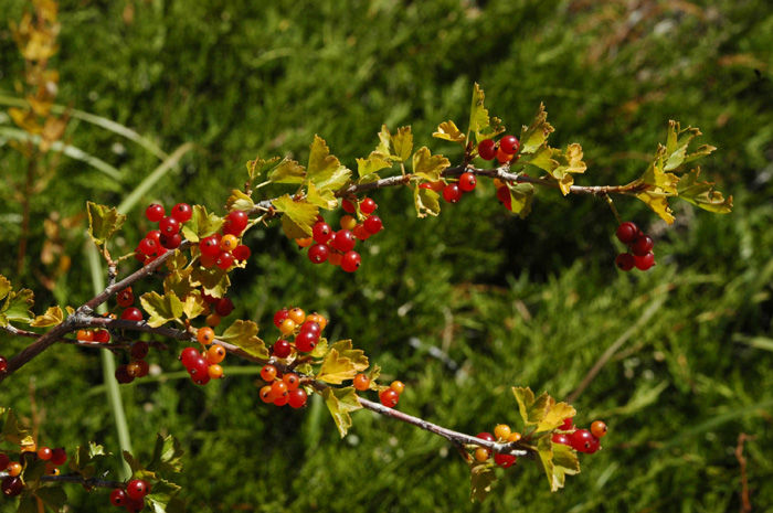 Изображение особи Ribes heterotrichum.