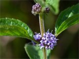 Mentha arvensis